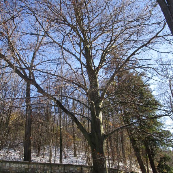 Zwei Rotbuchen auf dem Ehrenhain an der Kirche Bad Gottleuba