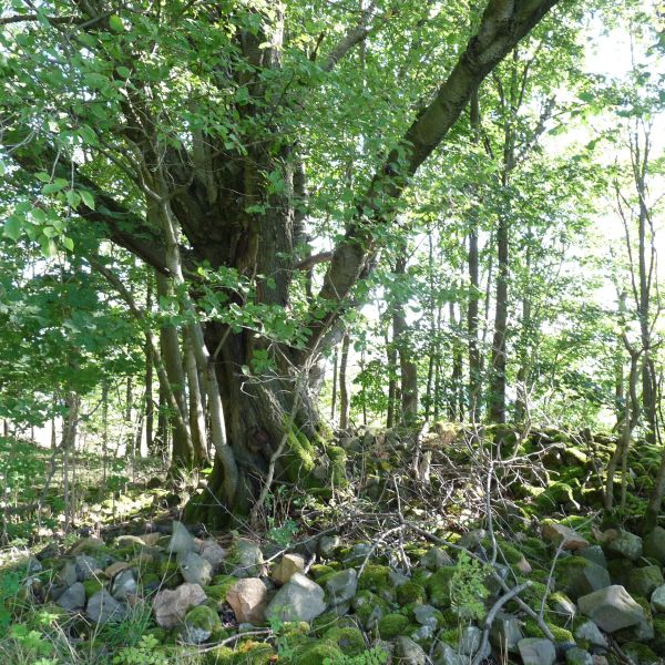 jens167_Vogelkirsche am Luchberg_Standort (2024/09)