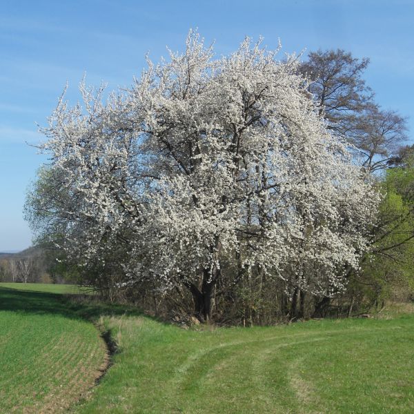 Wildkirsche bei Reinhardtsgrimma (2025)