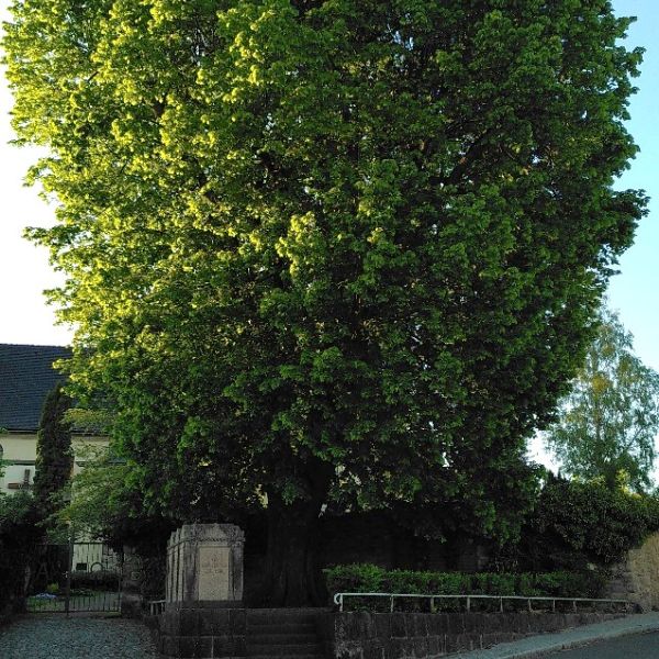 Kriegerlinde am Friedhof in Niederbobritzsch