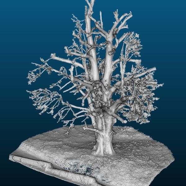 wrk048/MS078_Sommerlinde am Jagdschloss in Herzogswalde (2022)