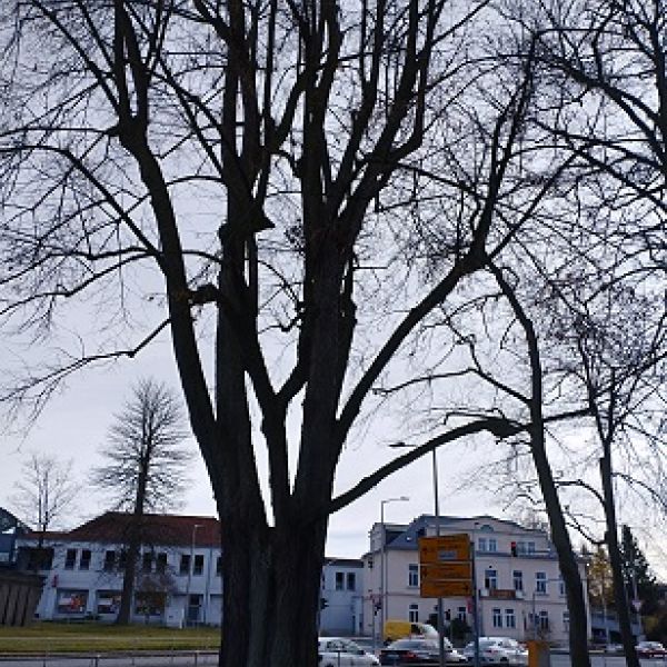 Linde an der Wallstraße