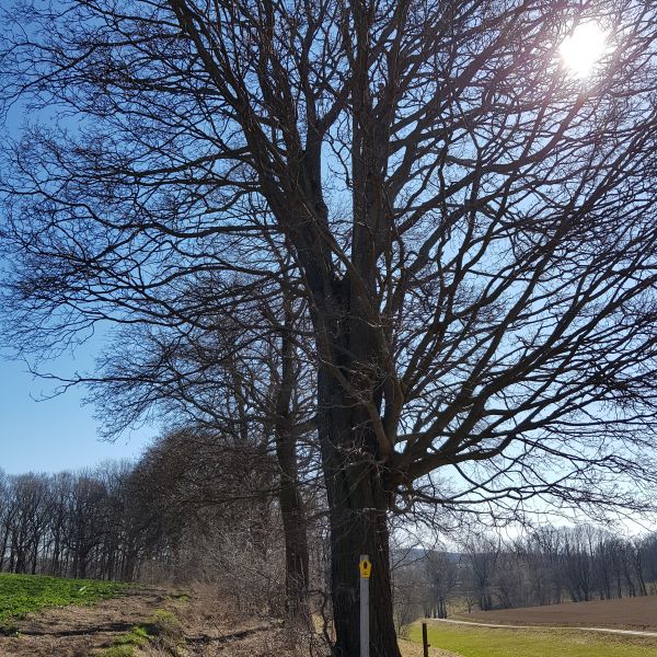fg 017 Ahornreihe Memmendorf 04
Spitzahorn
Baum Frühjahr ohne Laub