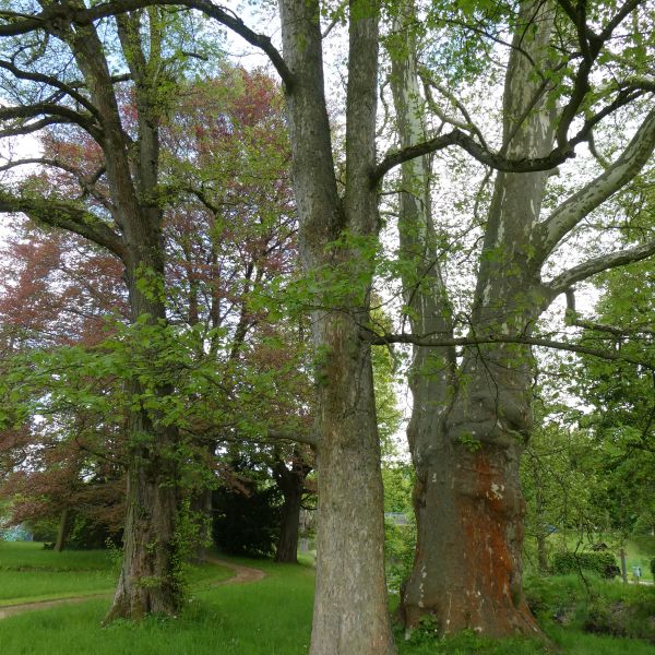 Platane im Heilsberger Park, Freital