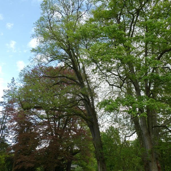 Flatter-Ulme im Heilsberger Park