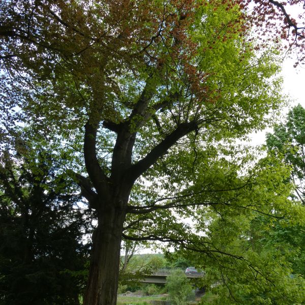 Rot-Eiche im Heilsberger Park