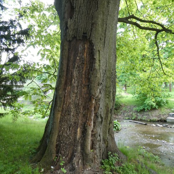 Rot-Eiche im Heilsberger Park / Stamm