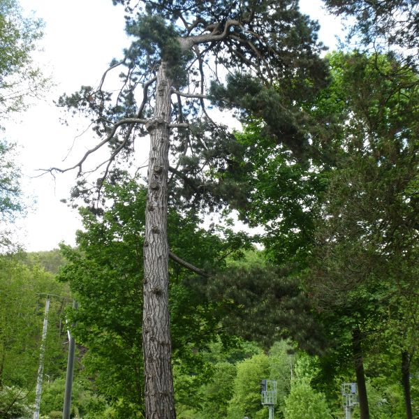 Schwarz-Kiefer im Heilsberger Park
