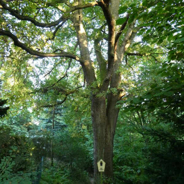 Stiel-Eiche an der Weinbergsiedlung in Freital-Hainsberg