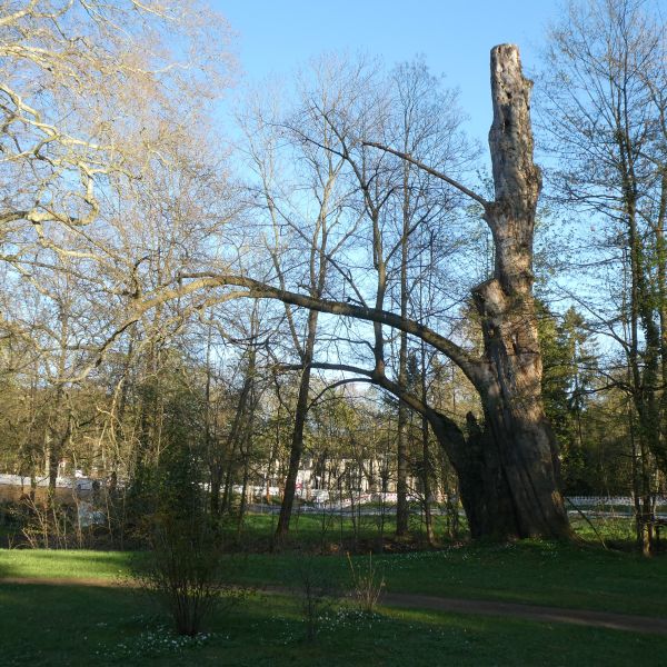 Rot-Buche aus dem 18. Jahrhundert