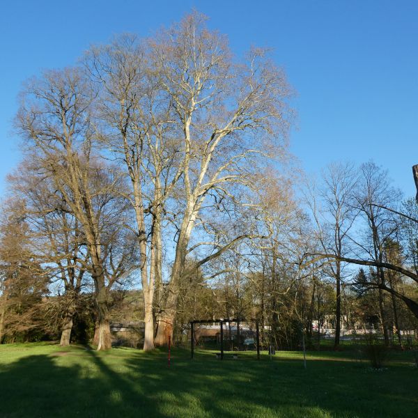 Berg-Ahorn im Heilsberger Park
