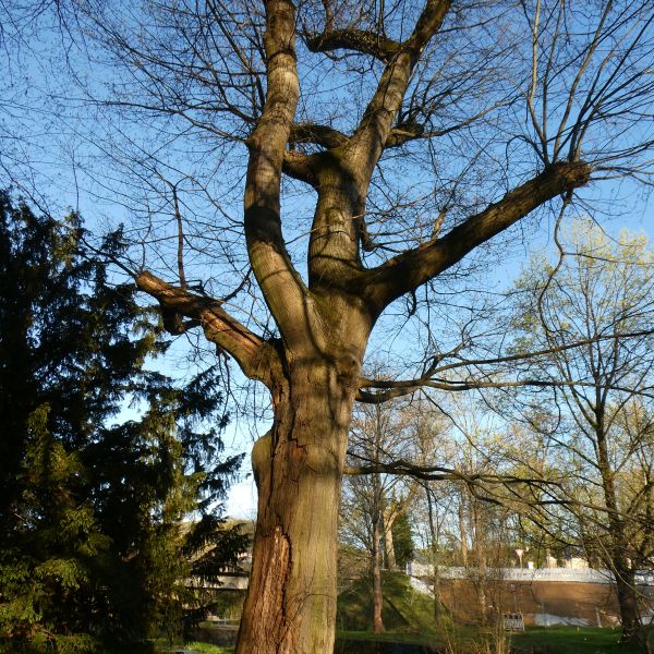 Rot-Eiche im Heilsberger Park