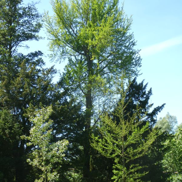 Ginkgo im Heilsberger Park