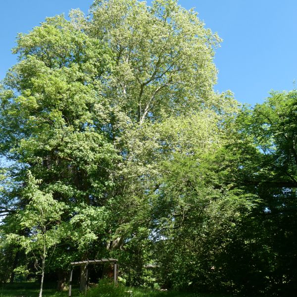 Platane im Heilsberger Park, Freital