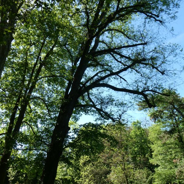 Flatter-Ulme im Heilsberger Park