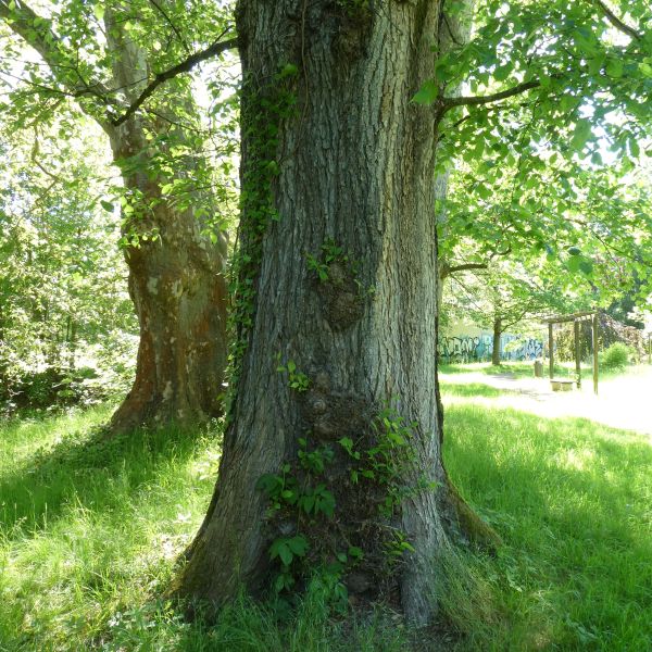 Flatter-Ulme im Heilsberger Park