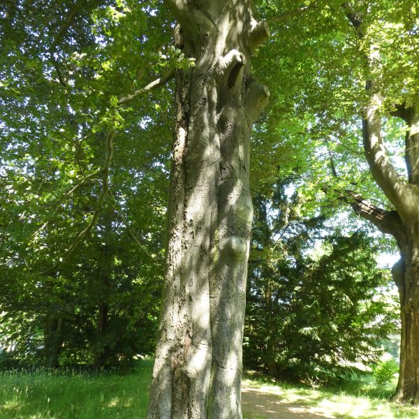 Blut-Buche im Heilsberger Park
