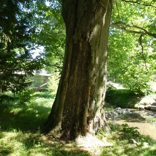 Rot-Eiche im Heilsberger Park