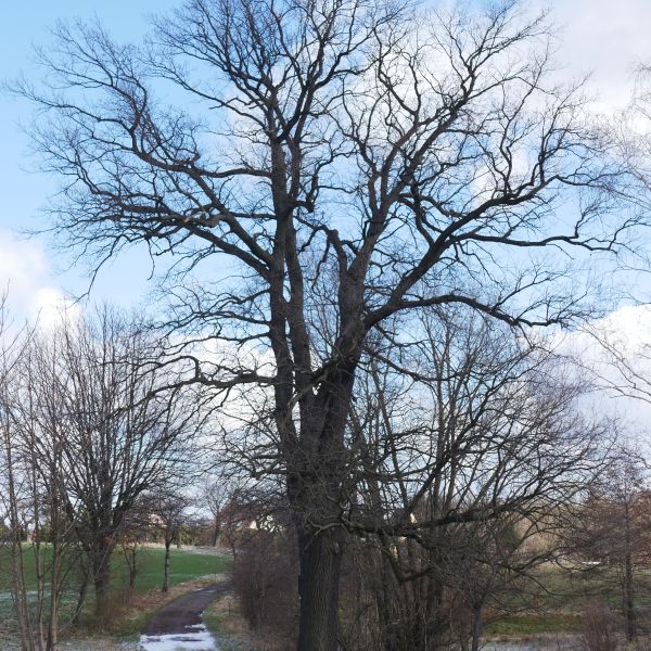 Eiche an der Alten Poststraße Reinholdshain - Elend
