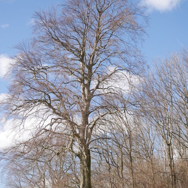 Buche am Luchberg I (Südsüdost-Rand)