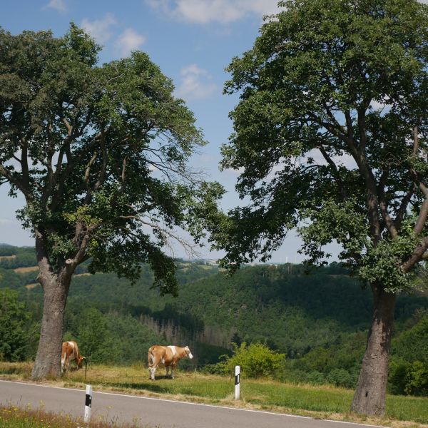 Zwei Schwedische Mehlbeeren an der Strasse zum Trebnitzgrund