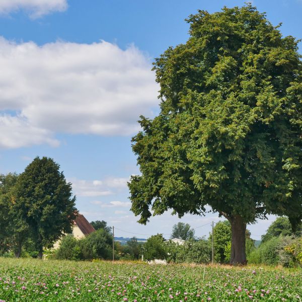 AL009_Linde an der Alten Schäferei Elend_Gesamtfoto