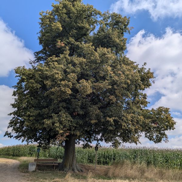 Cunnersdorfer Linde