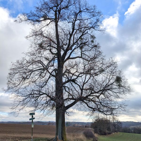 Cunnersdorfer Linde