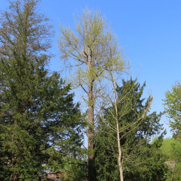 SD002_Frühlingsaspekt_Ginkgo im Heilsberger Park_2022/05/04