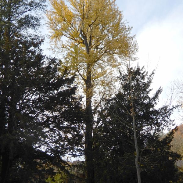 SD002_Herbstaspekt Ginkgo-Baum Heilsberger Park (2021)
