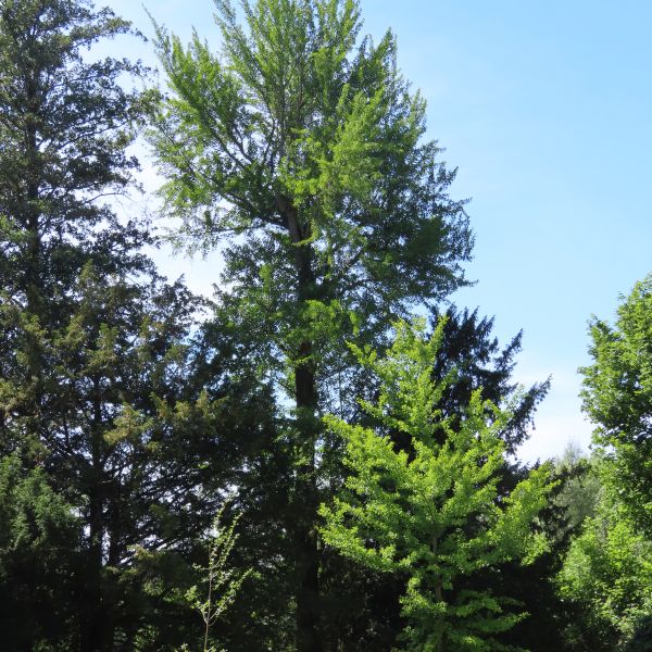 SD002_Sommeraspekt Ginkgo-Baum Heilsberger Park_2022/06/21