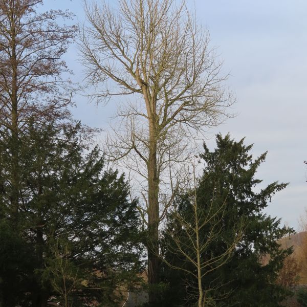 SD002_Winteraspekt Ginkgo-Baum Heilsberger Park_2022/11/28