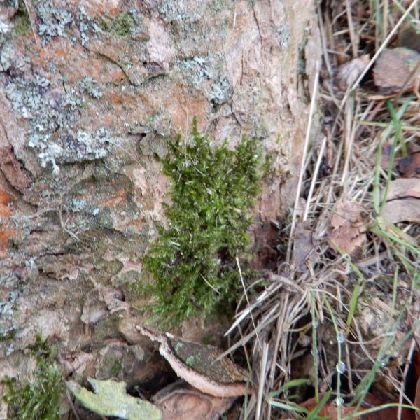 SD005_Berg-Ahorn im Heilsberger Park_Moos am Stamm_(2021/12)