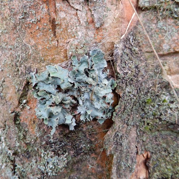 SD005_Berg-Ahorn im Heilsberger Park_Flechte am Stamm (parmelia)_(2021/12)