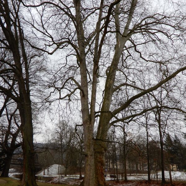 SD005_Berg-Ahorn im Heilsberger Park_Ansicht von vorn_(2021/12)