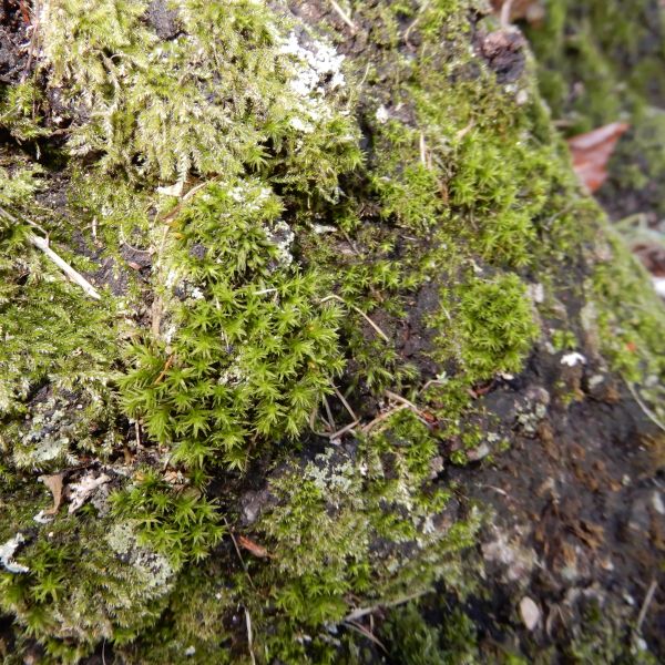 SD007_Blutbuche im Heilsberger Park_Moos (2021/12)