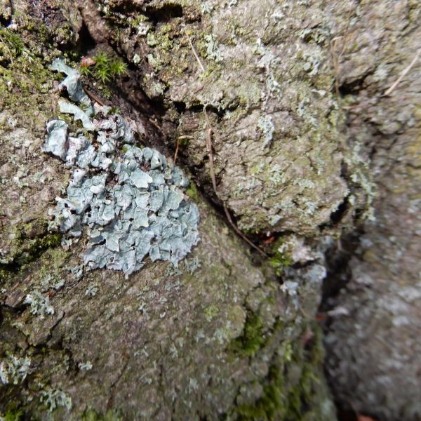 SD007_Blutbuche im Heilsberger Park_Flechte_physcia (2021/12)