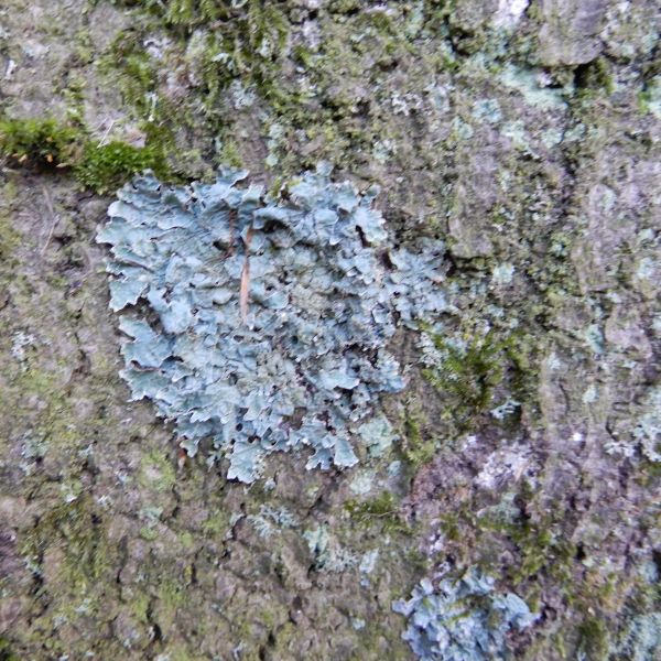 SD007_Blutbuche im Heilsberger Park_Flechte_Punctelia (2021/12)