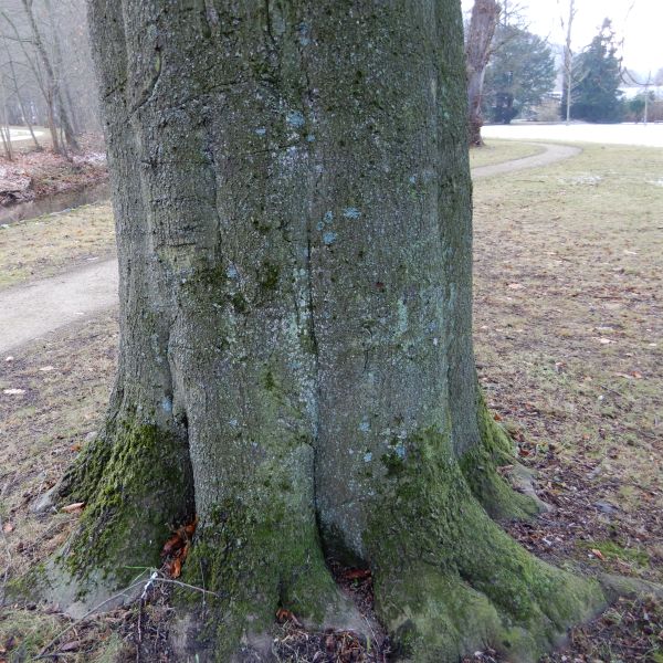 SD007_Blutbuche im Heilsberger Park Stamm