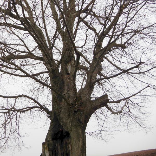 wrk028/SD013_Pfarrlinde Rabenau am Weg nach Poisen_Stamm_A (2021/12)