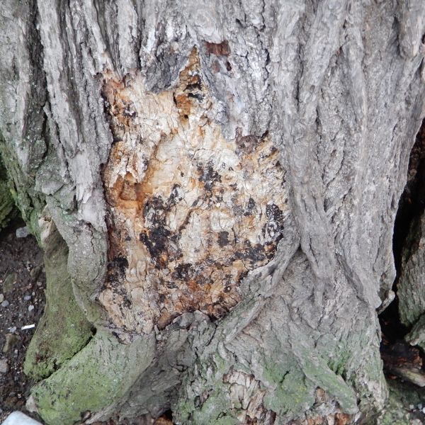 wrk028/SD013_Pfarrlinde Rabenau am Weg nach Poisen_Stamm_b (2021/12)