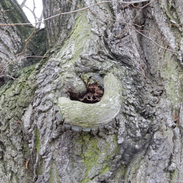 wrk028/SD013_Pfarrlinde Rabenau am Weg nach Poisen_Stamm_C (2021/12)