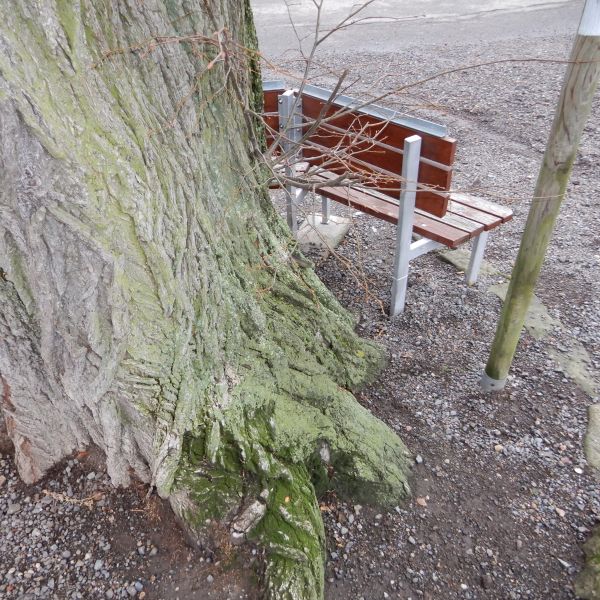 wrk028/SD013_Pfarrlinde Rabenau am Weg nach Poisen_Stamm_D (2021/12)