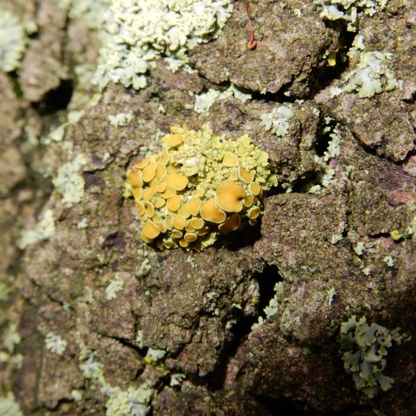 wrk028/SD013_Pfarrlinde Rabenau am Weg nach Poisen_Stamm_Flechte_mpolycarpa  (2021/12)