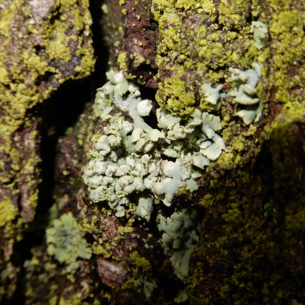 wrk028/SD013_Pfarrlinde Rabenau am Weg nach Poisen_Stamm_Flechte_Physica  (2021/12)