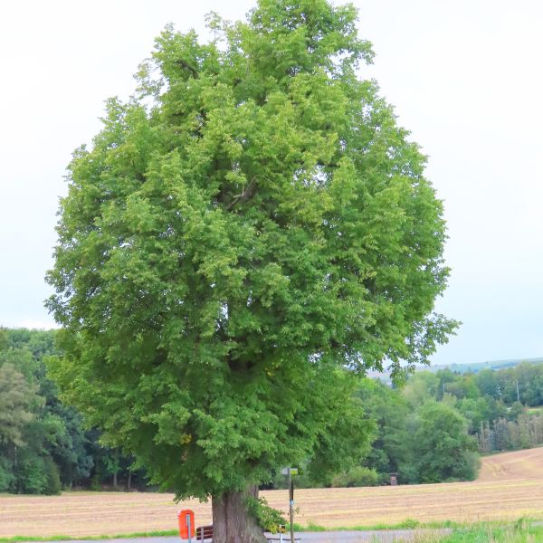wrk028/SD013_Pfarrlinde Rabenau am Weg nach Poisen_Sommer (2022/09)