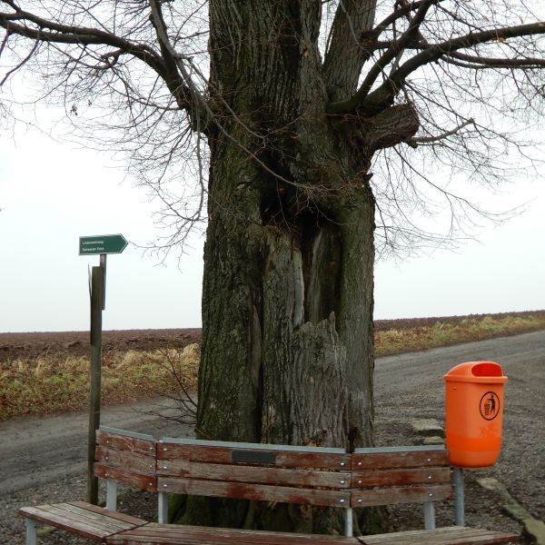 wrk028/SD013_Pfarrlinde Rabenau am Weg nach Poisen_Stamm_E  (2021/12)