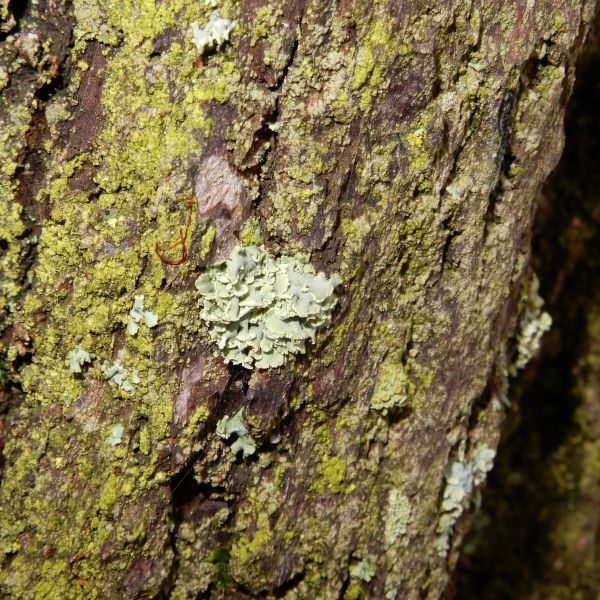 wrk028/SD013_Pfarrlinde Rabenau am Weg nach Poisen_Stamm_Flechte  (2021/12)