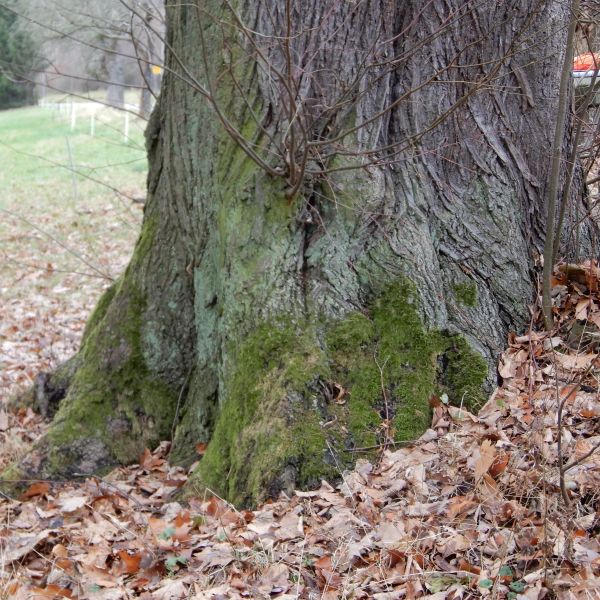 wrk104/SD018_Drei Winterlinden vor dem Cotta-Platz südlich Rabenau (1)_Stammfuß (2021/12)