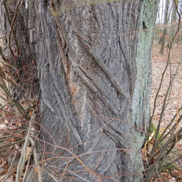 wrk104/SD018_Drei Winterlinden vor dem Cotta-Platz südlich Rabenau (1)_Stamm (2021/12)